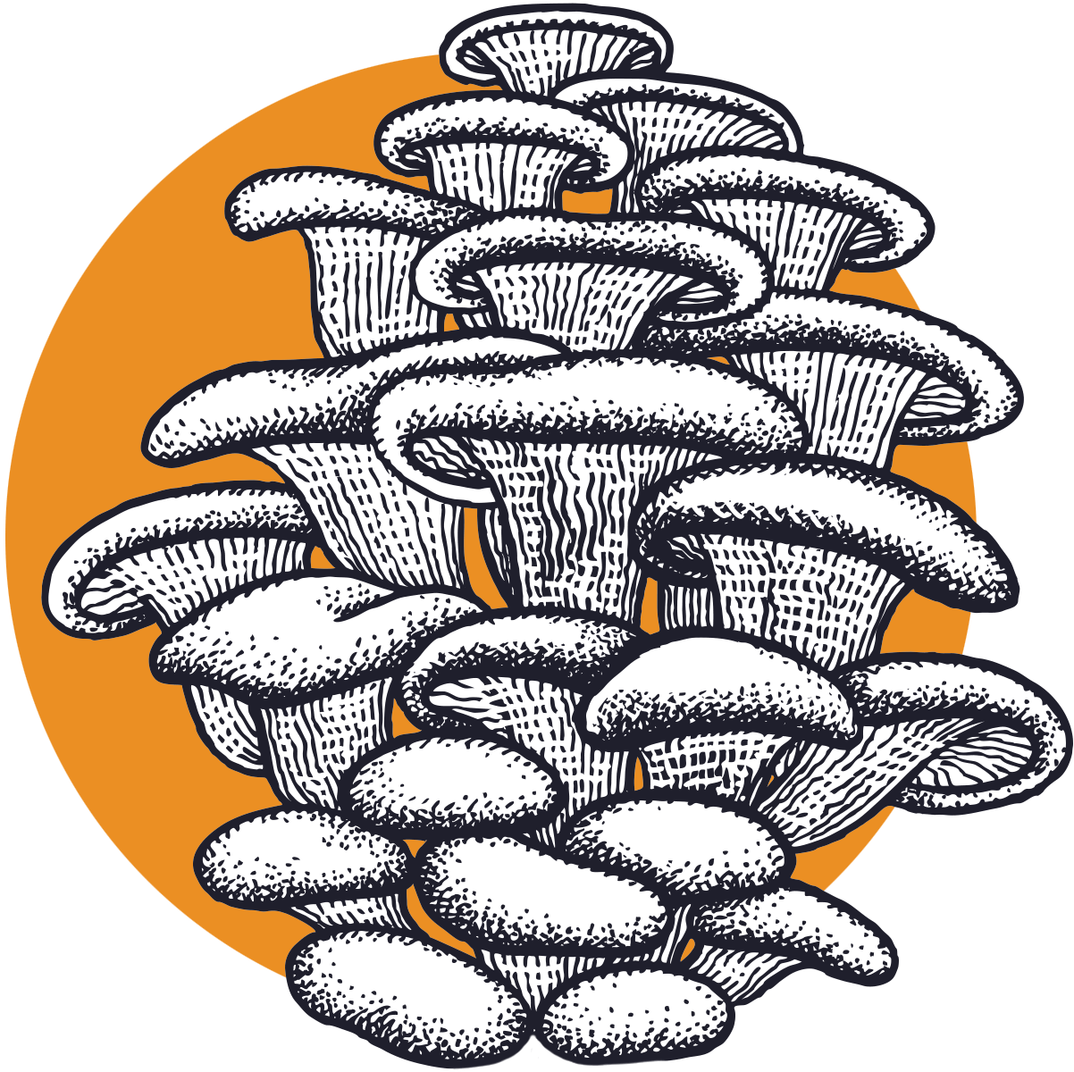 Oyster mushroom